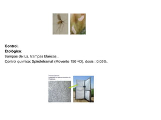 Control.
Etológico:
trampas de luz, trampas blancas .
Control químico: Spirotetramat (Movento 150 =D), dosis : 0.05%.
 