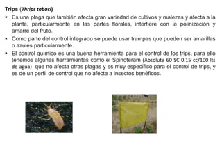 Trips (Thrips tabaci)
 Es una plaga que también afecta gran variedad de cultivos y malezas y afecta a la
planta, particularmente en las partes florales, interfiere con la polinización y
amarre del fruto.
 Como parte del control integrado se puede usar trampas que pueden ser amarillas
o azules particularmente.
 El control químico es una buena herramienta para el control de los trips, para ello
tenemos algunas herramientas como el Spinoteram (Absolute 60 SC 0.15 cc/100 lts
de agua) que no afecta otras plagas y es muy específico para el control de trips, y
es de un perfil de control que no afecta a insectos benéficos.
 