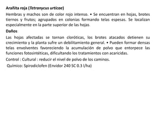 Arañita roja (Tetranycus urticae)
Hembras y machos son de color rojo intenso. • Se encuentran en hojas, brotes
tiernos y frutos; agrupados en colonias formando telas espesas. Se localizan
especialmente en la parte superior de las hojas.
Daños:
Las hojas afectadas se tornan cloróticas, los brotes atacados detienen su
crecimiento y la planta sufre un debilitamiento general. • Pueden formar densas
telas envolventes favoreciendo la acumulación de polvo que entorpece las
funciones fotosintéticas, dificultando los tratamientos con acaricidas.
Control : Cultural : reducir el nivel de polvo de los caminos.
Químico: Spirodiclofen (Envidor 240 SC 0.3 l/ha)
 