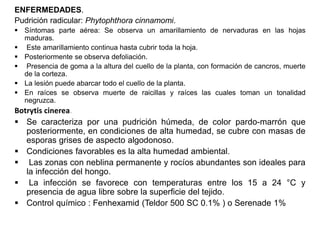 ENFERMEDADES.
Pudrición radicular: Phytophthora cinnamomi.
 Síntomas parte aérea: Se observa un amarillamiento de nervaduras en las hojas
maduras.
 Este amarillamiento continua hasta cubrir toda la hoja.
 Posteriormente se observa defoliación.
 Presencia de goma a la altura del cuello de la planta, con formación de cancros, muerte
de la corteza.
 La lesión puede abarcar todo el cuello de la planta.
 En raíces se observa muerte de raicillas y raíces las cuales toman un tonalidad
negruzca.
Botrytis cinerea.
 Se caracteriza por una pudrición húmeda, de color pardo-marrón que
posteriormente, en condiciones de alta humedad, se cubre con masas de
esporas grises de aspecto algodonoso.
 Condiciones favorables es la alta humedad ambiental.
 Las zonas con neblina permanente y rocíos abundantes son ideales para
la infección del hongo.
 La infección se favorece con temperaturas entre los 15 a 24 °C y
presencia de agua libre sobre la superficie del tejido.
 Control químico : Fenhexamid (Teldor 500 SC 0.1% ) o Serenade 1%
 