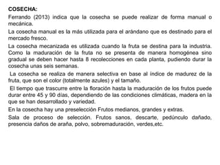 COSECHA:
Ferrando (2013) indica que la cosecha se puede realizar de forma manual o
mecánica.
La cosecha manual es la más utilizada para el arándano que es destinado para el
mercado fresco.
La cosecha mecanizada es utilizada cuando la fruta se destina para la industria.
Como la maduración de la fruta no se presenta de manera homogénea sino
gradual se deben hacer hasta 8 recolecciones en cada planta, pudiendo durar la
cosecha unas seis semanas.
La cosecha se realiza de manera selectiva en base al índice de madurez de la
fruta, que son el color (totalmente azules) y el tamaño.
El tiempo que trascurre entre la floración hasta la maduración de los frutos puede
durar entre 45 y 90 días, dependiendo de las condiciones climáticas, madera en la
que se han desarrollado y variedad.
En la cosecha hay una preselección Frutos medianos, grandes y extras.
Sala de proceso de selección. Frutos sanos, descarte, pedúnculo dañado,
presencia daños de araña, polvo, sobremaduración, verdes,etc.
 