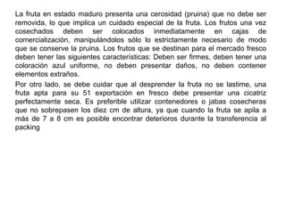 La fruta en estado maduro presenta una cerosidad (pruina) que no debe ser
removida, lo que implica un cuidado especial de la fruta. Los frutos una vez
cosechados deben ser colocados inmediatamente en cajas de
comercialización, manipulándolos sólo lo estrictamente necesario de modo
que se conserve la pruina. Los frutos que se destinan para el mercado fresco
deben tener las siguientes características: Deben ser firmes, deben tener una
coloración azul uniforme, no deben presentar daños, no deben contener
elementos extraños.
Por otro lado, se debe cuidar que al desprender la fruta no se lastime, una
fruta apta para su 51 exportación en fresco debe presentar una cicatriz
perfectamente seca. Es preferible utilizar contenedores o jabas cosecheras
que no sobrepasen los diez cm de altura, ya que cuando la fruta se apila a
más de 7 a 8 cm es posible encontrar deterioros durante la transferencia al
packing
 