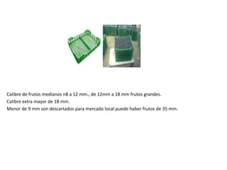 Calibre de frutos medianos n8 a 12 mm., de 12mm a 18 mm frutos grandes.
Calibre extra mayor de 18 mm.
Menor de 9 mm son descartados para mercado local puede haber frutos de 35 mm.
 