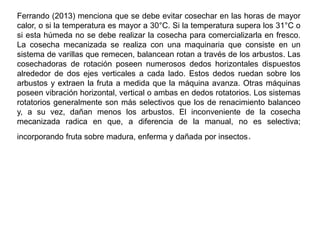 Ferrando (2013) menciona que se debe evitar cosechar en las horas de mayor
calor, o si la temperatura es mayor a 30°C. Si la temperatura supera los 31°C o
si esta húmeda no se debe realizar la cosecha para comercializarla en fresco.
La cosecha mecanizada se realiza con una maquinaria que consiste en un
sistema de varillas que remecen, balancean rotan a través de los arbustos. Las
cosechadoras de rotación poseen numerosos dedos horizontales dispuestos
alrededor de dos ejes verticales a cada lado. Estos dedos ruedan sobre los
arbustos y extraen la fruta a medida que la máquina avanza. Otras máquinas
poseen vibración horizontal, vertical o ambas en dedos rotatorios. Los sistemas
rotatorios generalmente son más selectivos que los de renacimiento balanceo
y, a su vez, dañan menos los arbustos. El inconveniente de la cosecha
mecanizada radica en que, a diferencia de la manual, no es selectiva;
incorporando fruta sobre madura, enferma y dañada por insectos.
 