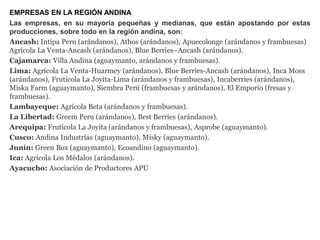 EMPRESAS EN LA REGIÓN ANDINA.
Las empresas, en su mayoría pequeñas y medianas, que están apostando por estas
producciones, sobre todo en la región andina, son:
Ancash: Intipa Peru (arándanos), Athos (arándanos), Apuecolonge (arándanos y frambuesas)
Agrícola La Venta-Ancash (arándanos), Blue Berries–Ancash (arándanos).
Cajamarca: Villa Andina (aguaymanto, arándanos y frambuesas).
Lima: Agrícola La Venta-Huarmey (arándanos), Blue Berries-Ancash (arándanos), Inca Moss
(arándanos), Frutícola La Joyita-Lima (arándanos y frambuesas), Incaberries (arándanos),
Miska Farm (aguaymanto), Siembra Perú (frambuesas y arándanos), El Emporio (fresas y
frambuesas).
Lambayeque: Agrícola Beta (arándanos y frambuesas).
La Libertad: Greem Peru (arándanos), Best Berries (arándanos).
Arequipa: Frutícola La Joyita (arándanos y frambuesas), Asprobe (aguaymanto).
Cusco: Andina Industrias (aguaymanto), Misky (aguaymanto).
Junín: Green Box (aguaymanto), Ecoandino (aguaymanto).
Ica: Agrícola Los Médalos (arándanos).
Ayacucho: Asociación de Productores APU
 