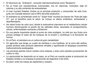 El Vaccinium sp. “Arándano”, conocido internacionalmente como “Blueberry”.
 Es un frutal con características nutricionales, rico en vitaminas, minerales, bajo en
calorías y su alto contenido de antioxidantes.
 A nivel mundial Estados Unidos es el principal productor y consumidor de este fruto,
junto con Canadá abarcan casi el 90% del área productiva.
 El arándano es considerado como la " Súper fruta" muchos los llaman las "fruta del siglo
21", por el beneficio para la salud, se incluye un efecto antibiótico, antioxidante y
desinflamatorio.
 Así estos frutos de color azul, donde la antocianina interviene en el metabolismo celular
humano disminuyendo la acción de los radicales libres, asociados al envejecimiento,
cáncer, enfermedades cardíacas y Alzheimer.
 Es una planta importante desde el punto de vista ecológico, no sólo por sus frutos sino
porque protege el suelo de los bosques de la erosión y contribuye a la formación de
humus.
 En el Perú, el arándano es un cultivo de gran rentabilidad.
 Un agricultor que tenga un cuarto de hectárea o una hectárea, en la zona alto andina,
puede sembrar este producto altamente rentable y significando el despegue económico
tradicionalmente postergadas.
 Las primeras plantas fueron traídas como estacas y otras como plantas provenientes de
cultivo in vitro.
 La oportunidad de desarrollo es la mejor, en el Perú es cuando acaba la producción de
Estados Unidos y no empieza la producción de Argentina ni de Chile.
 Es decir, entre los meses de septiembre y octubre.
 