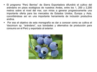  El programa “Perú Berries” de Sierra Exportadora difundirá el cultivo del
arándano en pisos ecológicos de nuestros Andes, entre los 1, 200 y 2,200
metros sobre el nivel del mar, con miras a generar progresivamente una
importante oferta para los mercados de Estados Unidos, Europa y Asia,
convirtiéndose así en una importante herramienta de inclusión productiva
andina.
 Por eso el objetivo de esta monografía es dar a conocer como se cultiva el
Vaccinium sp. “arándano”, sus bondades y alternativa de producción para
consumo en el Perú y exportado al exterior.
 