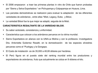  El 2006 empezaron a traer las primeras plantas in vitro de Chile que fueron probadas
por “Sierra y Selva Exportadora “ en Pichupampa y Colpapampa en Huaura, Lima.
 Las parcelas demostrativas se realizaron para evaluar la adaptación de las diferentes
variedades de arándanos , entre ellas “Misti, Legacy, Duke, y Biloxi.
 La variedad Biloxi fue la que mejor se adaptó, seguida de la Misti.
CARACTERISTICA RESALTANTE DE LA VARIEDAD BILOXI.
 Su sabor acidulado, consistencia y uniformidad.
 Característica que colocan a los arándanos peruanos en la vitrina mundial.
 Sierra Exportadora en alianza con la UNA-La Molina y con la profesora- investigadora
Dra. Antonietta Gutierrez Rosatti, en la domesticación de las especies silvestres
peruanas como el “Pushgay y la Gongapa.
 El Costo de instalación es de 35,000 a 40,00 dólares por hectárea.
 El Perú figura en el puesto siete del ranking mundial entre los productores y
exportadores de arándanos, fruto que actualmente se cotiza en 9 dólares el kilo.
 