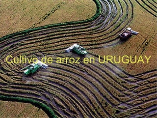 Cultivo de arroz en URUGUAY
 