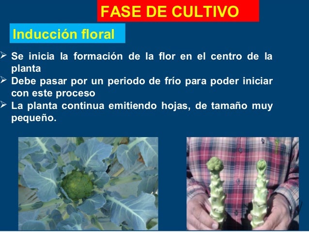 Abonado en el cultivo de melocotonero
