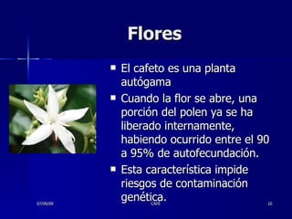 Flores El cafeto es una planta autógama  Cuando la flor se abre, una porción del polen ya se ha liberado internamente, habiendo ocurrido entre el 90 a 95% de autofecundación.  Esta característica impide riesgos de contaminación genética. 07/09/09 CAFÉ 