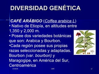 07/09/09 CAFÉ CAFÉ ARÁBIGO   ( Coffea arabica L ) Nativo de Etiopía, en altitudes entre 1,350 y 2,000 m.  Posee dos variedades botánicas que son: A rabica y Bourbon.  Cada región posee sus propias razas seleccionadas y adaptadas. Bourbon  (var. bourbon)  y Maragogipe, en América del Sur, Centroamérica  DIVERSIDAD GENÉTICA 