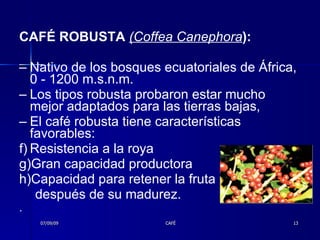 CAFÉ ROBUSTA  (Coffea Canephora ):  Nativo de los bosques ecuatoriales de África, 0 - 1200 m.s.n.m.  Los tipos robusta probaron estar mucho mejor adaptados para las tierras bajas,  El café robusta tiene características favorables:  Resistencia a la roya  Gran capacidad productora  Capacidad para retener la fruta  después de su madurez.  .  07/09/09 CAFÉ 