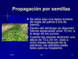 Propagación por semillas Se sitúa bajo una ligera sombra de hojas de palma o tira de bambú. Dentro del almácigo se disponen hileras espaciadas unos 15 cm, a lo largo de los surcos.  Cuando las plantas alcanzan una altura de 15 a 20 cm. (seis a ocho meses después de la siembra), los arbolitos están listos para su trasplante.  07/09/09 CAFÉ 