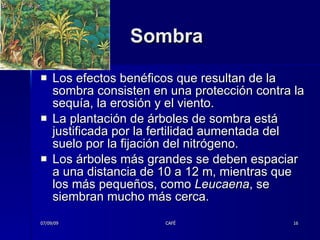 Sombra  Los efectos benéficos que resultan de la sombra consisten en una protección contra la sequía, la erosión y el viento.  La plantación de árboles de sombra está justificada por la fertilidad aumentada del suelo por la fijación del nitrógeno. Los árboles más grandes se deben espaciar a una distancia de 10 a 12 m, mientras que los más pequeños, como  Leucaena , se siembran mucho más cerca.  07/09/09 CAFÉ 