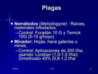 Plagas Nemátodos  ( Meloidogyne) :  Raíces, materiales infestados.  Control: Furadán 10 G y Temick 10G (5-15 g/hoyo) Minador:  Hojas, hace galerías o minas.  Control: Aplicaciones de 300 l/ha, usando: Lorsban (1,0-1,5 l/ha); Dimethoato 40% (0,8-1,2 l/ha 07/09/09 CAFÉ 