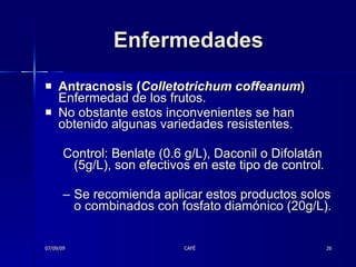 Enfermedades Antracnosis ( Colletotrichum coffeanum ) Enfermedad de los frutos. No obstante estos inconvenientes se han obtenido algunas variedades resistentes. Control: Benlate (0.6 g/L), Daconil o Difolatán (5g/L), son efectivos en este tipo de control.  Se recomienda aplicar estos productos solos o combinados con fosfato diamónico (20g/L).  07/09/09 CAFÉ 