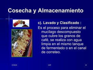 Cosecha y Almacenamiento c). Lavado y Clasificado : Es el proceso para eliminar el mucílago descompuesto que cubre los granos de café, se realiza con agua limpia en el mismo tanque de fermentado o en el canal de correteo.   07/09/09 CAFÉ 