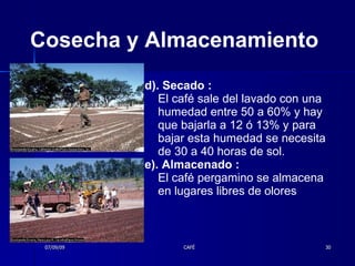 Cosecha y Almacenamiento d). Secado :  El café sale del lavado con una humedad entre 50 a 60% y hay que bajarla a 12 ó 13% y para bajar esta humedad se necesita de 30 a 40 horas de sol.  e). Almacenado :  El café pergamino se almacena en lugares libres de olores 07/09/09 CAFÉ 
