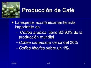 Producción de Café La especie económicamente más importante es: Coffea arabica   tiene 80-90% de la producción mundial Coffea canephora  cerca del 20% Coffea liberica  sobre un 1%.  07/09/09 CAFÉ 
