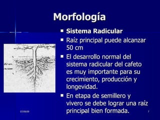 Sistema Radicular Raíz principal puede alcanzar 50 cm El desarrollo normal del sistema radicular del cafeto es muy importante para su crecimiento, producción y longevidad.  En etapa de semillero y vivero se debe lograr una raíz principal bien formada. 07/09/09 CAFÉ Morfología 