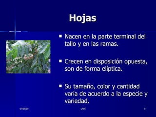 Hojas Nacen en la parte terminal del tallo y en las ramas.  Crecen en disposición opuesta, son de forma elíptica.  Su tamaño, color y cantidad varía de acuerdo a la especie y variedad.  07/09/09 CAFÉ 