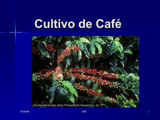 Cultivo de Café 07/09/09 CAFÉ 