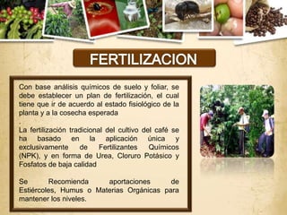 Con base análisis químicos de suelo y foliar, se
debe establecer un plan de fertilización, el cual
tiene que ir de acuerdo al estado fisiológico de la
planta y a la cosecha esperada
.
La fertilización tradicional del cultivo del café se
ha basado en la aplicación única y
exclusivamente      de     Fertilizantes   Químicos
(NPK), y en forma de Urea, Cloruro Potásico y
Fosfatos de baja calidad

Se       Recomienda     aportaciones      de
Estiércoles, Humus o Materias Orgánicas para
mantener los niveles.
 