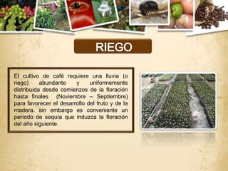 El cultivo de café requiere una lluvia (o
riego)     abundante    y     uniformemente
distribuida desde comienzos de la floración
hasta finales (Noviembre – Septiembre)
para favorecer el desarrollo del fruto y de la
madera. sin embargo es conveniente un
período de sequía que induzca la floración
del año siguiente.
 