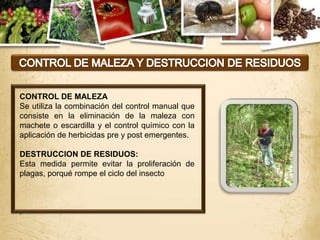 CONTROL DE MALEZA
Se utiliza la combinación del control manual que
consiste en la eliminación de la maleza con
machete o escardilla y el control químico con la
aplicación de herbicidas pre y post emergentes.

DESTRUCCION DE RESIDUOS:
Esta medida permite evitar la proliferación de
plagas, porqué rompe el ciclo del insecto



.
 