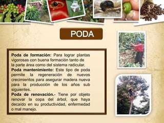 Poda de formación: Para lograr plantas
vigorosas con buena formación tanto de
la parte área como del sistema radicular.
Poda mantenimiento: Este tipo de poda
permite la regeneración de nuevos
crecimientos para asegurar madera nueva
para la producción de los años sub
siguientes.
Poda de renovación.- Tiene por objeto
renovar la copa del árbol, que haya
decaído en su productividad, enfermedad
o mal manejo.
 