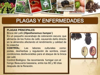 PLAGAS PRINCIPALES:
Broca del café (Hipothenemus hampei )
Es un pequeño escarabajo de coloración oscura; que
alimenta de los frutos de café, causando daño directo
en la almendra afectando el rendimiento y calidad de
la cosecha
CONTROL:        Las     labores    culturales  como:
podas, deshierbas y regulación de sombra, crean
condiciones desfavorables para el ataque de la broca
del café
Control Biológico: Se recomienda fumigar con el
hongo Beauveria bassiana, entre los 60 y 90 días
después de la floración.
 