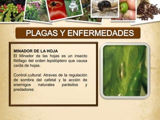 MINADOR DE LA HOJA
El Minador de las hojas es un insecto
fitófago del orden lepidóptero que causa
caída de hojas.

Control cultural: Atraves de la regulación
de sombra del cafetal y la acción de
enemigos      naturales     parásitos    y
predadores
 
