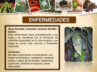 Roya Amarilla ( Hemileia vastatrix BerkBr )
Daños:
Esta enfermedad ataca principalmente a las
hojas y se manifiesta con la formación de
manchas traslucidas en la cara superior, que
luego se tornan más oscuras y finalmente
marrones.

Controles:
Se debe proporcionar a la plantación una
mayor luminosidad y ventilación, mediante
podas y raleos de los árboles, deshierbes
oportunas y fertilizar en épocas y dosis
adecuadas.
 