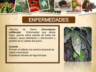 Mancha      de     Hierro     (Cercospora
coffeicola)      Enfermedad que afecta
hojas, granos sobre plantas de todas las
edades, causa defoliación y disminución y
pérdida de la calidad del grano.

Control:
Proveer al cafetal una sombra temporal de
rápido crecimiento
Establecer árboles de leguminosas:
 
