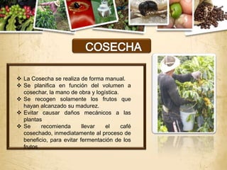  La Cosecha se realiza de forma manual.
 Se planifica en función del volumen a
  cosechar, la mano de obra y logística.
 Se recogen solamente los frutos que
  hayan alcanzado su madurez.
 Evitar causar daños mecánicos a las
  plantas
 Se     recomienda       llevar  el     café
  cosechado, inmediatamente al proceso de
  beneficio, para evitar fermentación de los
  frutos
 