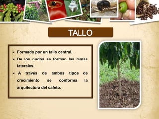  Formado por un tallo central.
 De los nudos se forman las ramas
  laterales.
 A   través    de        ambos   tipos   de
  crecimiento        se     conforma      la
  arquitectura del cafeto.
 