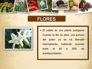  El cafeto es una planta autógama
  Cuando la flor se abre, una porción
  del     polen   ya    se    ha   liberado
  internamente,        habiendo    ocurrido
  entre      el   90      a       95%   de
  autofecundación.
 