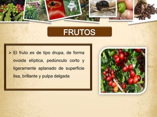  El fruto es de tipo drupa, de forma
  ovoide elíptica, pedúnculo corto y
  ligeramente aplanado de superficie
  lisa, brillante y pulpa delgada
 