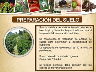 Para la siembra del café, el terreno debe estar
bien limpio y listos los hoyos donde se hará el
trasplante del vivero al sitio definitivo

Se recomienda la realización de análisis de
suelos para determinar la disponibilidad de
nutrientes
La topografía se recomienda de 10 a 15% de
pendientes.

Buen contenido de materia orgánica
Con pH de 2.9 a 4.5

El terreno definitivo debe coincidir con las
épocas de mayor precipitación
 