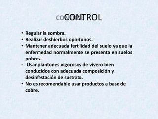 • Regular la sombra.
• Realizar deshierbos oportunos.
• Mantener adecuada fertilidad del suelo ya que la
enfermedad normalmente se presenta en suelos
pobres.
• Usar plantones vigorosos de vivero bien
conducidos con adecuada composición y
desinfestación de sustrato.
• No es recomendable usar productos a base de
cobre.
CONTROL
 