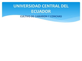 CULTIVO DE CAMARON Y CONCHAS
UNIVERSIDAD CENTRAL DEL
ECUADOR
 