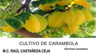 CULTIVO DE CARAMBOLA
Averrhoa carambola
M.C. RAÚL CASTAÑEDA CEJA
 