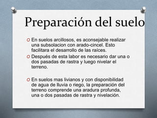 Preparación del suelo 
O En suelos arcillosos, es aconsejable realizar 
una subsolacion con arado-cincel. Esto 
facilitara el desarrollo de las raíces. 
O Después de esta labor es necesario dar una o 
dos pasadas de rastra y luego nivelar el 
terreno. 
O En suelos mas livianos y con disponibilidad 
de agua de lluvia o riego, la preparación del 
terreno comprende una aradura profunda, 
una o dos pasadas de rastra y nivelación. 
 
