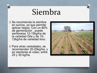 Siembra 
O Se recomienda la siembra 
en surcos, ya que permite 
aplicar riegos. Con un 80% 
de germinación , puede 
sembrarse 12-15kg/ha de 
la variedad Gila y de 10- 
12kg/ha de variedad kino. 
O Para otras variedades, se 
recomiendan 20-25kg/ha, y 
en siembras al voleo, entre 
25 y 35 kg/ha. 
 