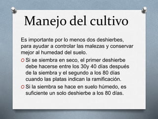 Manejo del cultivo 
Es importante por lo menos dos deshierbes, 
para ayudar a controlar las malezas y conservar 
mejor al humedad del suelo. 
O Si se siembra en seco, el primer deshierbe 
debe hacerse entre los 30y 40 días después 
de la siembra y el segundo a los 80 días 
cuando las platas indican la ramificación. 
O Si la siembra se hace en suelo húmedo, es 
suficiente un solo deshierbe a los 80 días. 
 