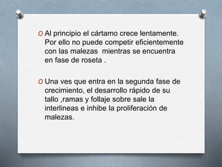 O Al principio el cártamo crece lentamente. 
Por ello no puede competir eficientemente 
con las malezas mientras se encuentra 
en fase de roseta . 
O Una ves que entra en la segunda fase de 
crecimiento, el desarrollo rápido de su 
tallo ,ramas y follaje sobre sale la 
interlineas e inhibe la proliferación de 
malezas. 
 