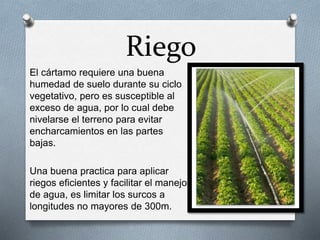 Riego 
El cártamo requiere una buena 
humedad de suelo durante su ciclo 
vegetativo, pero es susceptible al 
exceso de agua, por lo cual debe 
nivelarse el terreno para evitar 
encharcamientos en las partes 
bajas. 
Una buena practica para aplicar 
riegos eficientes y facilitar el manejo 
de agua, es limitar los surcos a 
longitudes no mayores de 300m. 
 