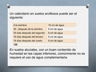 Un calendario en suelos arcillosos puede ser el 
siguiente: 
A la siembra 15 cm de agua 
35 - después de la siembra 8 cm de agua 
35 días después del segundo 8 cm de agua 
16 días después del tercero 8 cm de agua 
16 días después del cuarto 8 cm de agua 
120 
En suelos aluviales, con un buen contenido de 
humedad en las capas inferiores, comúnmente no se 
requiere el uso de agua complementaria. 
 
