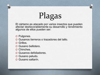Plagas 
El cártamo es atacado por varios insectos que pueden 
afectar desfavorablemente su desarrollo y rendimiento 
algunos de ellos pueden ser: 
O Pulgones. 
O Gusanos tierreros o trazadores del tallo. 
O Grillos. 
O Gusano bellotero. 
O Chinches. 
O Gusanos defoliadores. 
O Gusano peludo. 
O Gusano saltarín. 
 